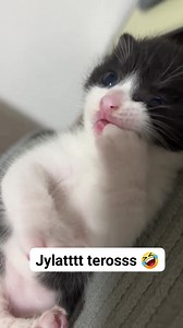120K views · 8.6K reactions | Nyam nyammmm  #cat #cute #usa #funny #oyen #cuteanimals | Reni Juhartanti | Facebook