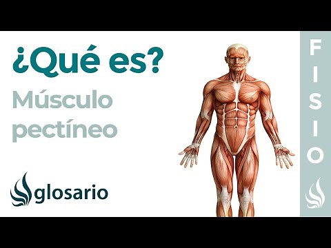 Músculo PECTÍNEO | Qué es, ubicación, origen, inserción y función