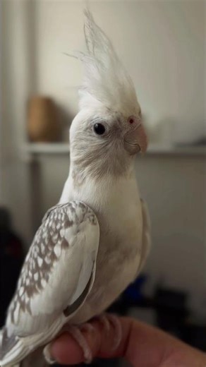 Prada❤️#calopsitas_mansa #agapornis #inseparables #birds #pets #fpyシ #cockatiel #perroquet #parrot
