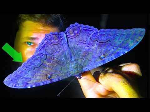 Black Witch Moth (Ascalapha odorata): HOW TO BREED IT? - MothCycles