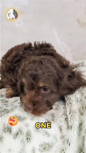 Say hello to Bruni, the F1 Cockapoo boy with soft curls, bright eyes, and a heart full of warm,