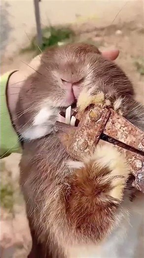 Cutting process of rabbit buck teeth