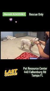 5.9K views · 227 reactions | PULLED by RESCUE TY!!! UPDATE HAROLD...