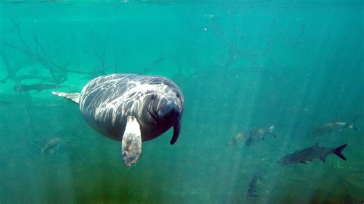 Wildlife Officials Feed Lettuce to Florida Manatees Facing Starvation