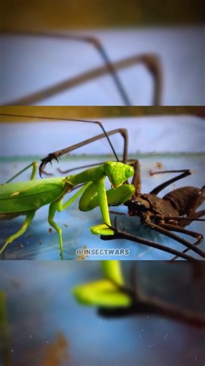 Insect Wars | A FIGHT… OR A TEST OF WITS? 🦂🦗 The Most TENSE Bug Battle Yet! Why was this fight so DIFFERENT? 😨 💥 The Mantis and Whip Scorpion locked... | Instagram