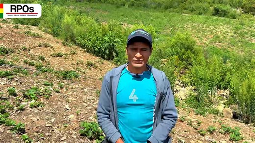 #Pojo | ✅ Villa Naranjitos impulsa la producción de frutilla en el municipio de Pojo 🍓 En medio de paisajes verdes y un clima favorable, la comunidad de Villa Naranjitos, en el municipio de Pojo, destaca por el trabajo constante de sus productores agrícolas. Hasta este lugar llegamos para conocer la huerta de Don Gualberto Salazar, un agricultor que impulsa el cultivo de frutilla con variedades de alto rendimiento, apostando a la innovación y al fortalecimiento de la producción local. Contactos