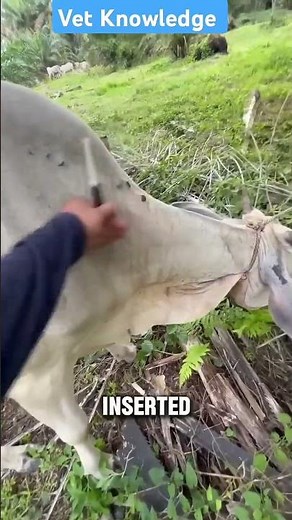 How to give injections in cattle ll Best way to give injections in cow ll VET Knowledge