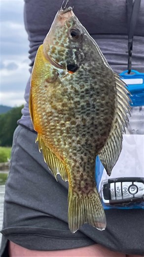 Fishy, fishy, come to me!! 🐟 🐠#viral #fyp #shorts #fishing #fish