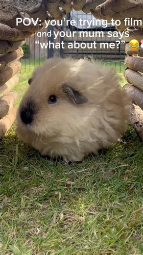 Photobombing Guinea Pig Steals the Show 😂🐹 (Wait for Mum!)