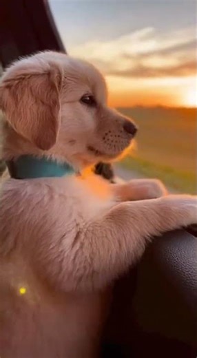 A tiny Golden Retriever puppy sitting on the passenger seat #cat #shorts #shortvideo #dog
