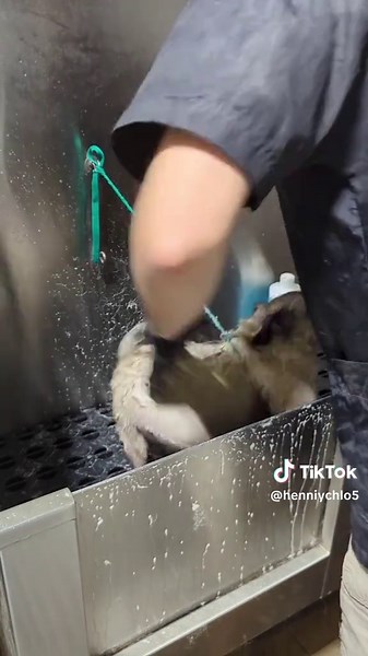 Pug Grooming Tutorial: How to Groom Your Pug (Beginner Friendly)