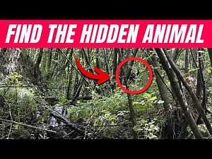 Find the Hidden Animals # 18