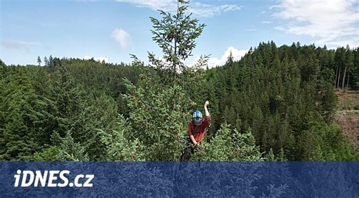 VIDEO: Nejvyšší strom v Česku už má přes 66 metrů. Podívejte se, jak ho měřili - iDNES.cz