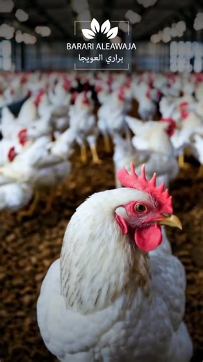 ‎براري العويجا للتجارة‎ on Instagram‎: "⁨ الدفا الصح يفرق في صحة الحيوان وفي الإنتاج مصابيح براري العويجا الحرارية الأحمر للصيصان – ناعم وغير مزعج الأصفر للدجاج المنتج – دفا مع إضاءة القدرات: 100 / 150 / 200 / 275 واط العرض: أقل من 10 مصابيح بريال ونص للمصباح 10 مصابيح وأكثر بريال واحد فقط للمصباح اطلب الآن⁩"‎