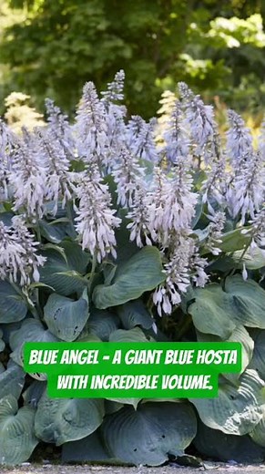 Blue Hostas