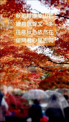 最美京都！三千院紅葉賞楓季，這是11月18日的錄影，下週京都將進入紅葉季的鼎盛時期#京都賞楓 #京都紅葉 #三千院紅葉 #三千院