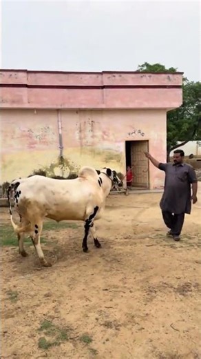 MudasserVideoDhokPehla #bakraeid #cow #cattleworld #cowmandi2026 #bull #eidspecial #animals