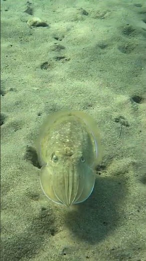 The Intense Stare of a Juvenile Cuttlefish Beneath the Waves 🌊🦑🐙