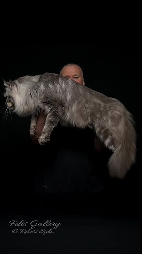Maine Coon Giant Cat Breed