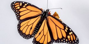 Interesting footage of the process from when the butterfly is a larva until it turns into a winged insect (Video)