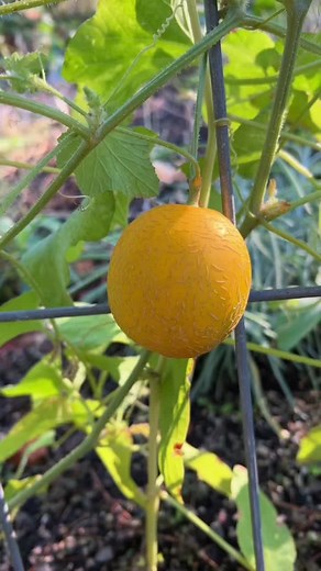 Tasting My First Mango Melon/Vine Peach - Garden Fruit Review