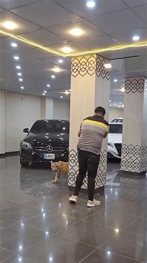 Sher Ha Billi Nahi💯😱😱💪 | Nouman Hassan |#lion #animals #ytshorts#tiger#ytshorts #liontiger