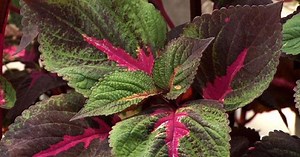 Prairie Yard & Garden | The Window Box Garden | Season 26 | Episode 5