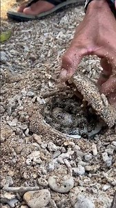 Unbelievable! Finding a Snake Hidden Under Shell in the Sand 🐍