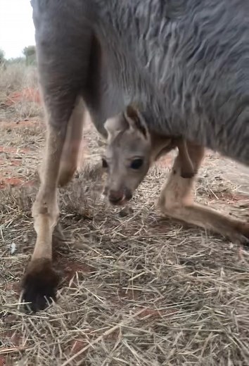 Kangaroo Pouch: A Mother's Clever Design