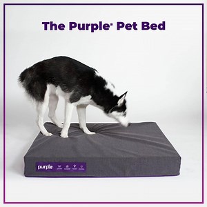 101K views · 269 reactions | The Purple® Pet Bed is now available online at Purple.com! Give your furry friend the scientifically engineered comfort they deserve. #purplepetbed Learn more here: purple.com/pet-bed | Purple | Facebook