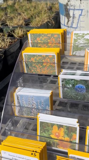California native plants and seeds will be available at the Fall Garden Fair at the Martial Cottle Park Demonstration Garden on October 11, 2025 from 9-2. There will be Master Gardener native plant experts on site to answer your questions and help you make plant choices. As if that weren’t enough, at 11AM Master Gardener Paula Stapleton will be giving a free talk about planting and maintaining your new native plant babies! Come tour the gardens, listen to Paula’s talk, and go home with some new 