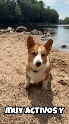 🐶 Los Corgis: la raza más tierna y divertida 🐾