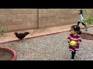 1.4K views | This little girl was chasing after a pair of chickens to play with them. She adorably asked the chickens to stop but they kept running away when the little girl approached them. | Jukin Copyright Management | Facebook
