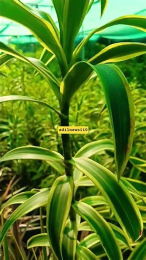 Anshi Ban k Aya hon Song || nature #shortvideo