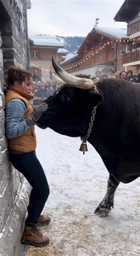 21K views · 105 reactions | Woman Gets Crashed By Bull at Rodeo Event, That must have hurt! | Tales of Man | Facebook