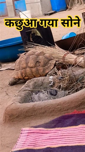कछुआ गया सोने #kachhua #funny #comedyfilms #funnycomedy #turtle