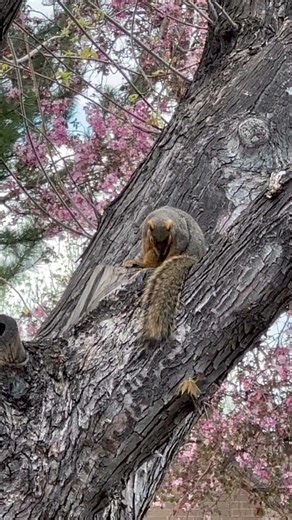 Squirrley squirrel cleaning up after lunch ￼ #squirrel 🐿️
