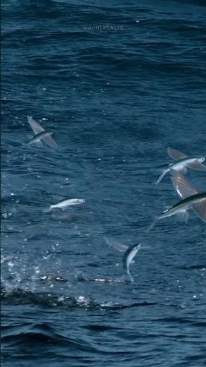 This fish survives from predators because it can fly