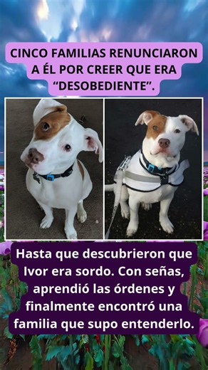 Ivor solo necesitaba que alguien lo entendiera