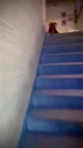 This informative video illustrates the difference between an American (field) lab and a chocolate Labrador retriever. The exact same AKC registration, but there’s a world of difference but physically and in the disposition. Buddha’s first birthday is four days away. It’s Christmas and this is all he wants to do. For his birthday, I will play ball with him as long as he wants to play. | Stephen M. Chouest