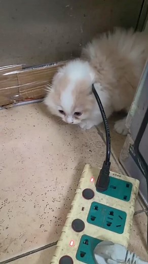 Cats scared to learn to bark like dogs#catsoftiktok #catvideo #fyp #cat #cute #funnycat