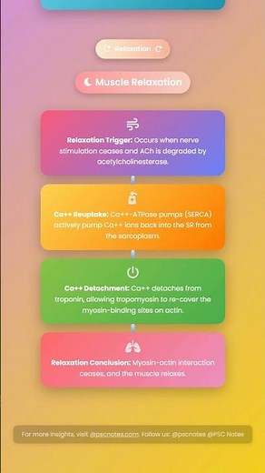 Neuromuscular Junction and Excitation-Contraction Coupling