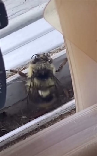 Twerking 🤣#bee #bienen #twerk #twerking #twerken #viral #meme #memestiktok