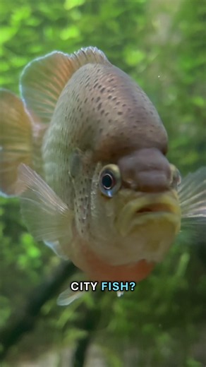 What’s a day in the life of a city fish like? 🏙️🐟 They eat. They have favorite places to hang out. They can travel miles upon miles on a given day — and how they move through this urban ecosystem can give us important clues about how to protect the river and its inhabitants in the long-run!🔍 #SheddAquarium #ChicagoRiver #ForLoveofWaterkind