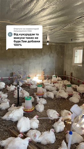 Ответ пользователю @Vikki #жінказсараю #село #бройлервирощування #перепілка #інкубація