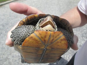 How to Save a Turtle's Life ... or at Least Her Babies