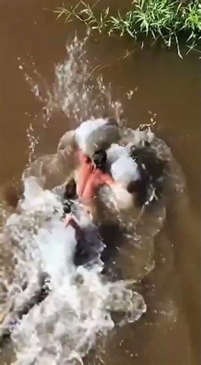 Giant Anaconda Attacks a Native Warrior #anaconda #giantsnake #wildlife #shorts