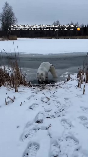 A white fox clawing desperately at the ice because his mate was trapped underneath #rescue #animal