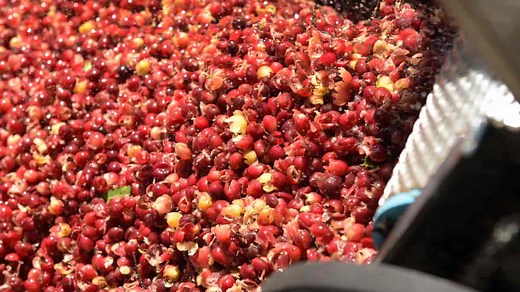 Coffee Fermentation: The Rise Of Carbonic Maceration In 2026