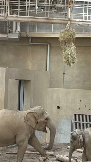 北海道旅行で円山動物園に行ってきた🐻✨